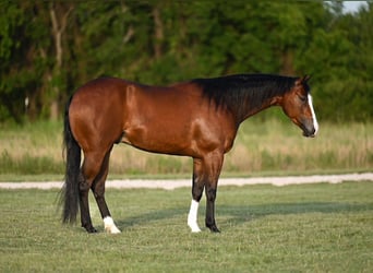 American Quarter Horse, Castrone, 3 Anni, 150 cm, Baio ciliegia