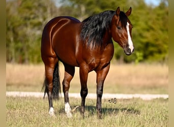 American Quarter Horse, Castrone, 3 Anni, 150 cm, Baio ciliegia