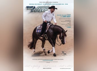 American Quarter Horse, Castrone, 3 Anni, 150 cm, Baio