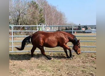 American Quarter Horse, Castrone, 3 Anni, 150 cm, Baio