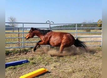 American Quarter Horse, Castrone, 3 Anni, 150 cm, Baio