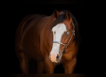 American Quarter Horse, Castrone, 3 Anni, 150 cm, Baio