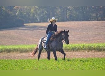 American Quarter Horse, Castrone, 3 Anni, 150 cm, Baio roano