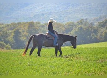 American Quarter Horse, Castrone, 3 Anni, 150 cm, Baio roano