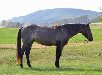 American Quarter Horse, Castrone, 3 Anni, 150 cm, Baio roano