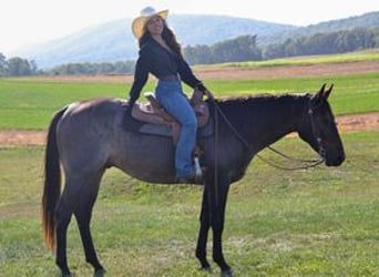 American Quarter Horse, Castrone, 3 Anni, 150 cm, Baio roano