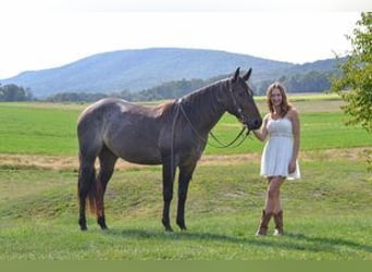 American Quarter Horse, Castrone, 3 Anni, 150 cm, Baio roano