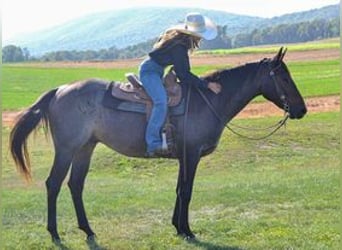 American Quarter Horse, Castrone, 3 Anni, 150 cm, Baio roano