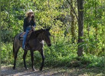 American Quarter Horse, Castrone, 3 Anni, 150 cm, Baio roano