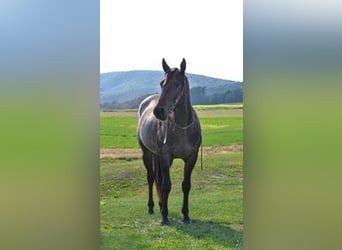 American Quarter Horse, Castrone, 3 Anni, 150 cm, Baio roano