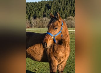 American Quarter Horse, Castrone, 3 Anni, 150 cm
