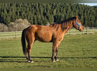 American Quarter Horse, Castrone, 3 Anni, 150 cm