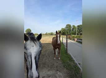 American Quarter Horse, Castrone, 3 Anni, 150 cm