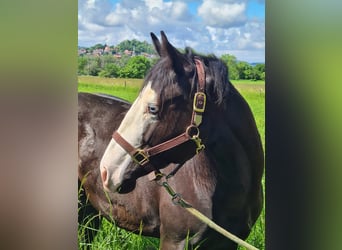 American Quarter Horse, Castrone, 3 Anni, 150 cm, Morello