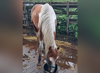 American Quarter Horse, Castrone, 3 Anni, 150 cm, Overo-tutti i colori