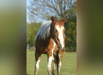 American Quarter Horse, Castrone, 3 Anni, 150 cm, Overo-tutti i colori