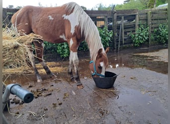 American Quarter Horse, Castrone, 3 Anni, 150 cm, Overo-tutti i colori