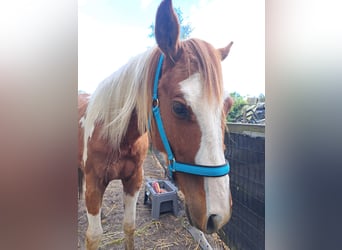 American Quarter Horse, Castrone, 3 Anni, 150 cm, Overo-tutti i colori