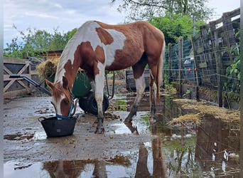 American Quarter Horse, Castrone, 3 Anni, 150 cm, Overo-tutti i colori