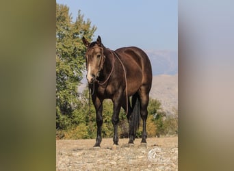 American Quarter Horse, Castrone, 3 Anni, 150 cm, Pelle di daino