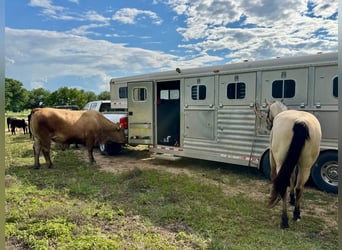 American Quarter Horse, Castrone, 3 Anni, 150 cm, Pelle di daino