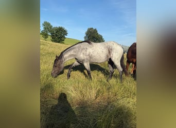 American Quarter Horse, Castrone, 3 Anni, 150 cm, Roano blu