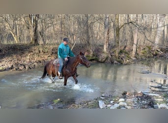 American Quarter Horse, Castrone, 3 Anni, 150 cm, Roano rosso