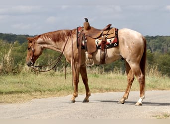 American Quarter Horse, Castrone, 3 Anni, 150 cm, Roano rosso