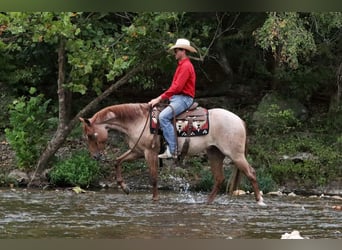 American Quarter Horse, Castrone, 3 Anni, 150 cm, Roano rosso