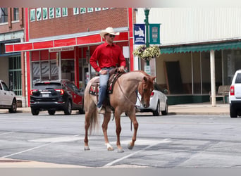 American Quarter Horse, Castrone, 3 Anni, 150 cm, Roano rosso