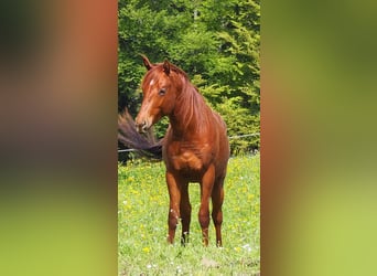 American Quarter Horse, Castrone, 3 Anni, 150 cm, Sauro ciliegia