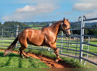 American Quarter Horse, Castrone, 3 Anni, 150 cm, Sauro ciliegia