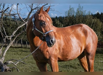 American Quarter Horse, Castrone, 3 Anni, 150 cm, Sauro ciliegia