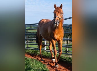 American Quarter Horse, Castrone, 3 Anni, 150 cm, Sauro ciliegia