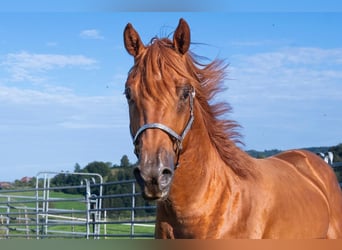 American Quarter Horse, Castrone, 3 Anni, 150 cm, Sauro ciliegia