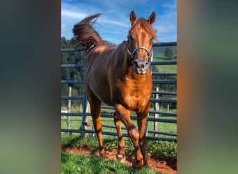 American Quarter Horse, Castrone, 3 Anni, 150 cm, Sauro ciliegia