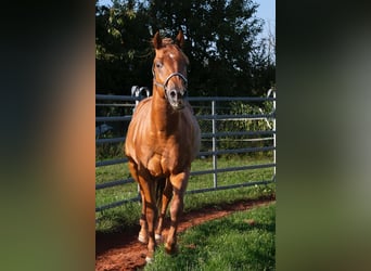 American Quarter Horse, Castrone, 3 Anni, 150 cm, Sauro ciliegia