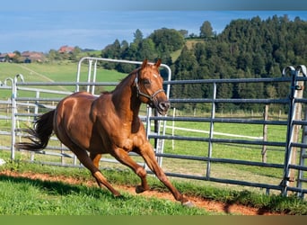 American Quarter Horse, Castrone, 3 Anni, 150 cm, Sauro ciliegia