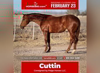 American Quarter Horse, Castrone, 3 Anni, 150 cm, Sauro ciliegia