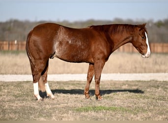 American Quarter Horse, Castrone, 3 Anni, 150 cm, Sauro ciliegia