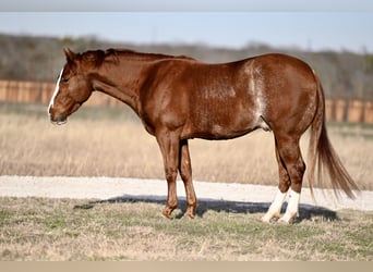 American Quarter Horse, Castrone, 3 Anni, 150 cm, Sauro ciliegia