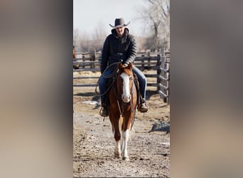 American Quarter Horse, Castrone, 3 Anni, 150 cm, Sauro ciliegia