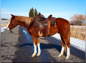 American Quarter Horse, Castrone, 3 Anni, 150 cm, Sauro ciliegia