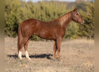 American Quarter Horse, Castrone, 3 Anni, 150 cm, Sauro ciliegia