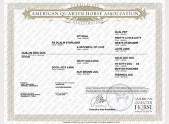 American Quarter Horse, Castrone, 3 Anni, 150 cm, Sauro ciliegia