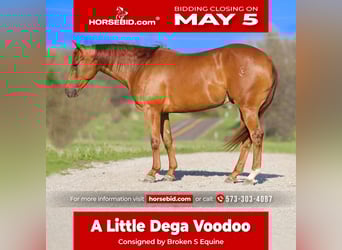 American Quarter Horse, Castrone, 3 Anni, 150 cm, Sauro ciliegia