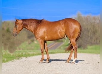 American Quarter Horse, Castrone, 3 Anni, 150 cm, Sauro ciliegia