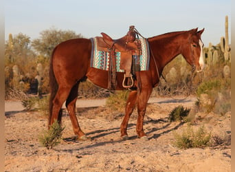 American Quarter Horse, Castrone, 3 Anni, 150 cm, Sauro ciliegia