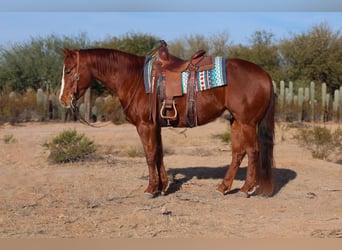 American Quarter Horse, Castrone, 3 Anni, 150 cm, Sauro ciliegia