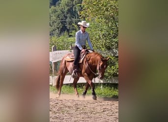 American Quarter Horse, Castrone, 3 Anni, 150 cm, Sauro